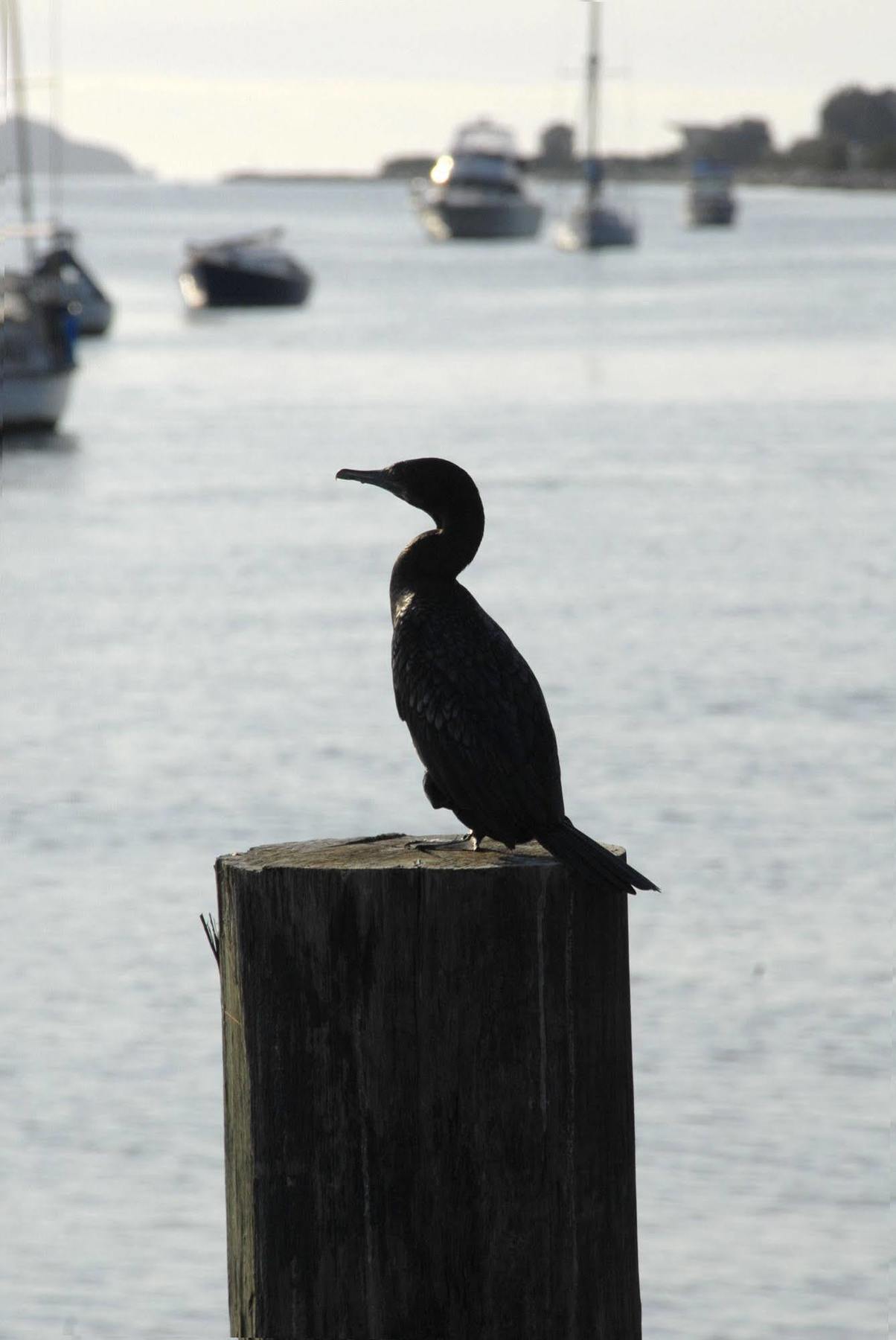 Mariners On The Waterfront Motell Batemans Bay Exteriör bild